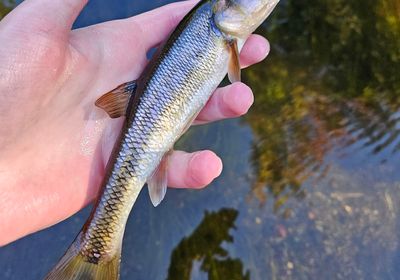 Striped shiner