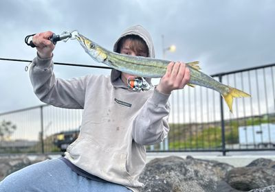 Australian barracuda