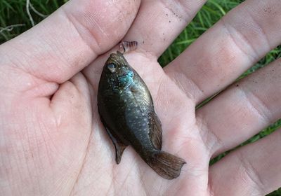 Banded Sunfish