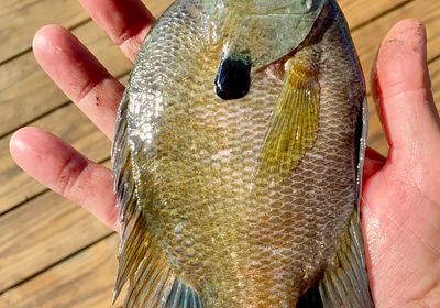 Coppernose bluegill