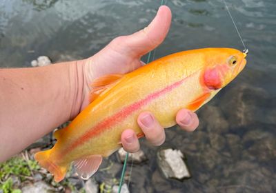 Golden trout