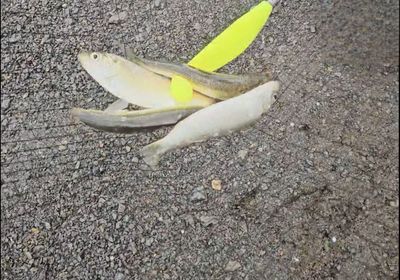 Blueback shad