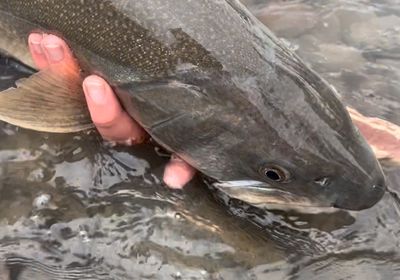 Bull trout