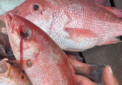 Vermilion snapper