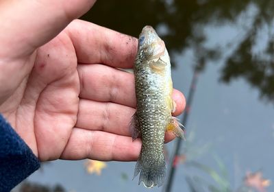 Dollar sunfish