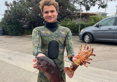 California sheephead