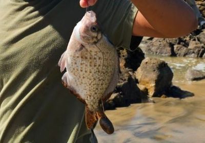 Calico surfperch