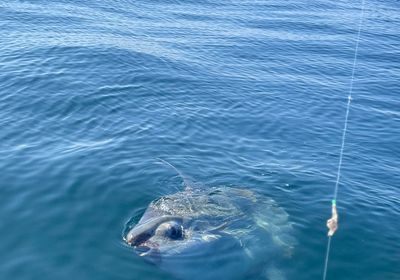 Ocean sunfish