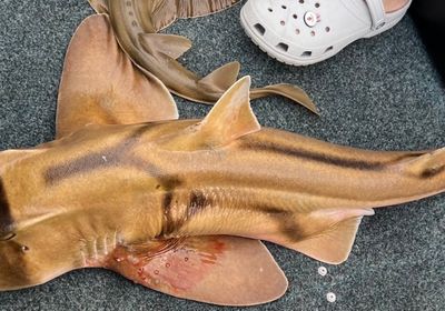 Port Jackson shark