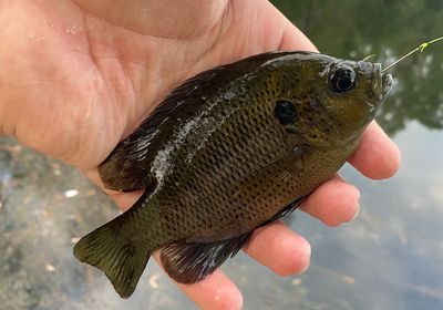 Spotted sunfish