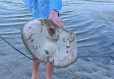 Honeycomb stingray