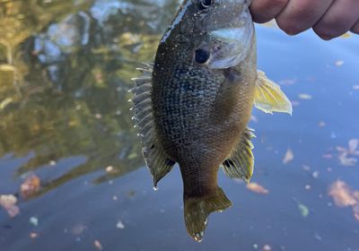 Northern sunfish