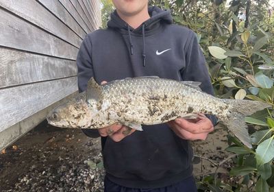 Striped mullet