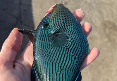 Black triggerfish