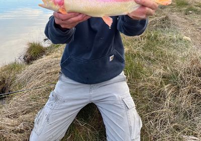 Golden rainbow trout