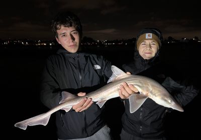 Brown smooth-hound