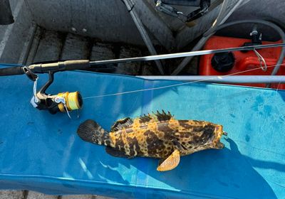 Orange-spotted grouper