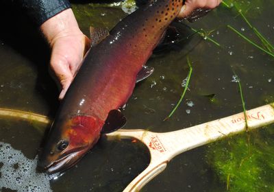 Colorado river cutthroat trout