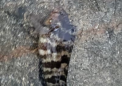 Largemouth blenny