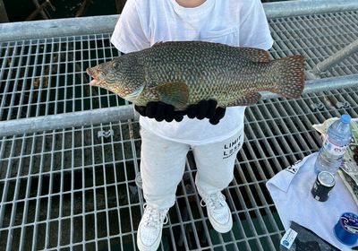 Ballan wrasse