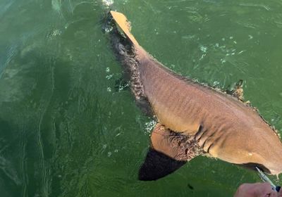 Nurse shark