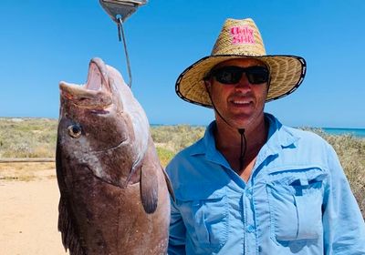 White-blotched grouper