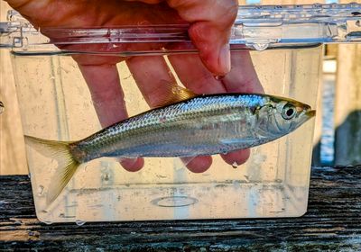 Blueback shad