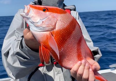 Emperor red snapper