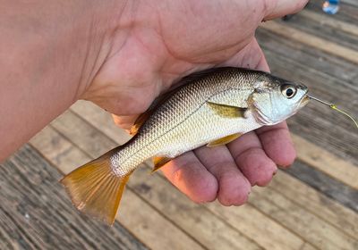 Silver perch