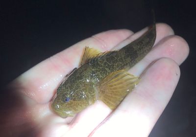 Mottled sculpin