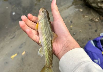 Hornyhead chub