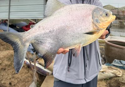 Red-bellied pacu