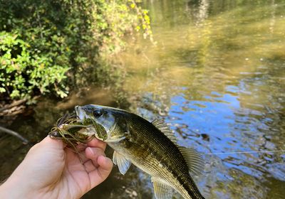 Alabama spotted bass