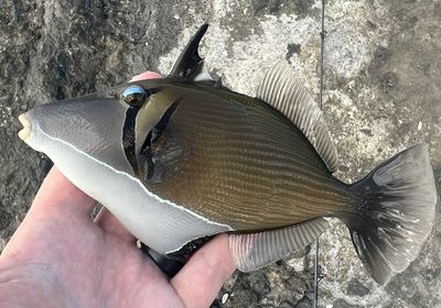 Boomerang triggerfish