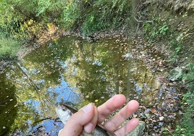 Eastern silvery minnow