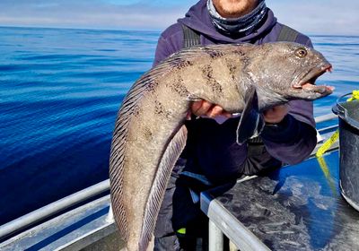 Atlantic wolffish