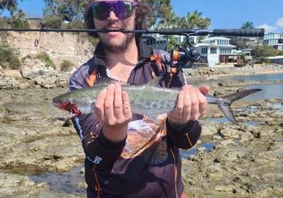 Australian spotted mackerel