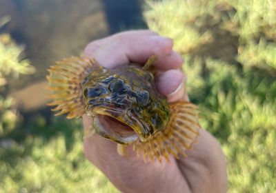 Grubby sculpin