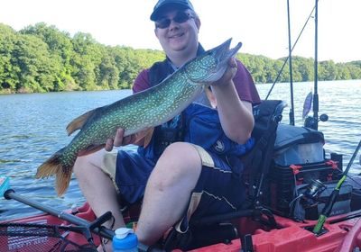 Northern pike x Chain pickerel