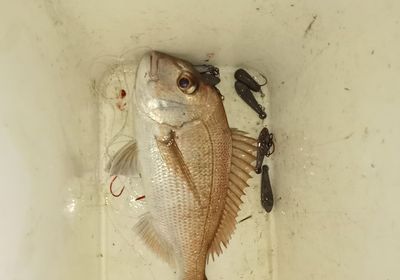 Australasian snapper