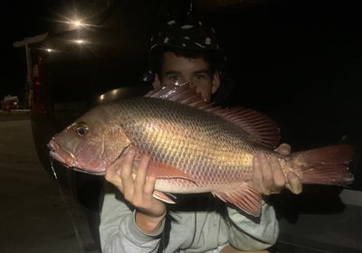 Mangrove red snapper