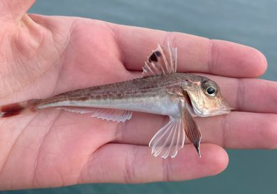 Grey gurnard