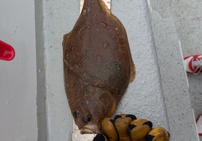 Pacific sanddab