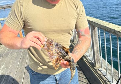 Spinyhead sculpin