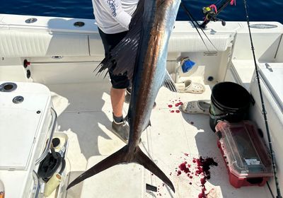 Atlantic sailfish