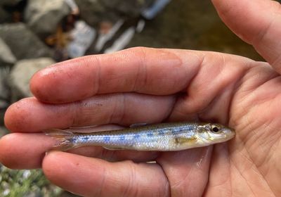 Bluntnose minnow