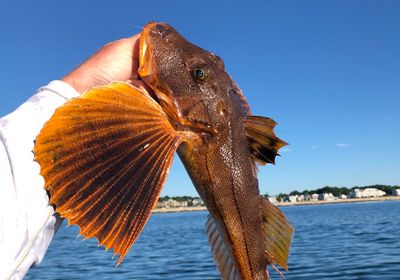 Tub gurnard