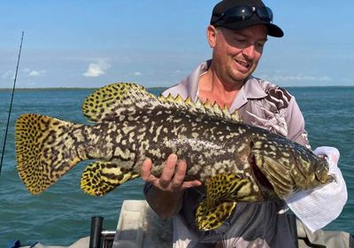 Giant grouper