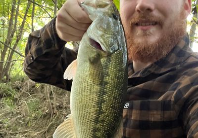 Alabama spotted bass