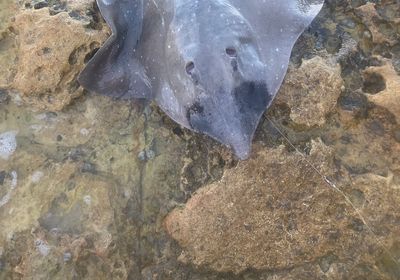 Short-tail stingray